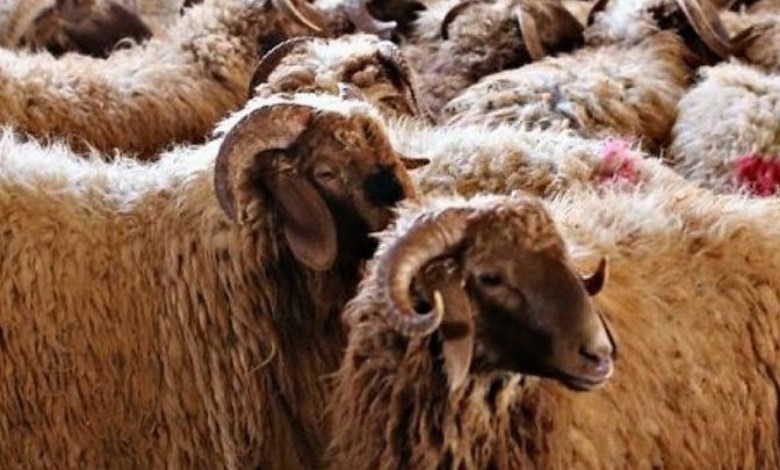 خروف العيد 