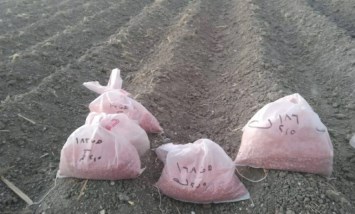 الحقول الإرشادية للذرة الشامية 