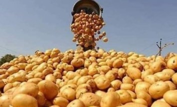 البطاطس