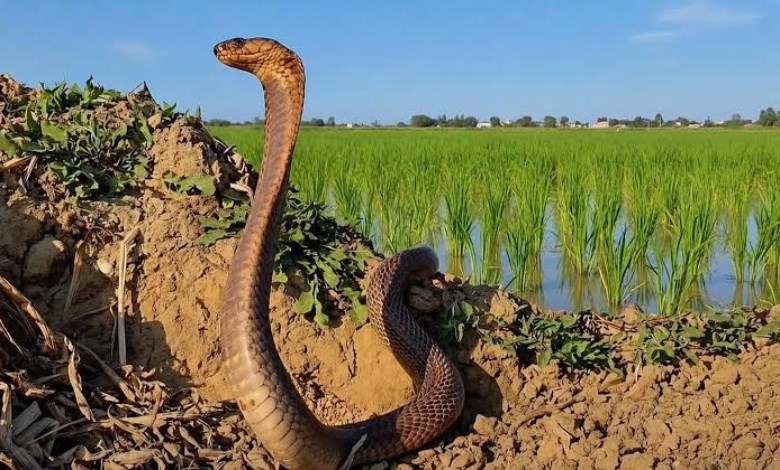 الثعابين 